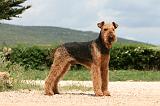 AIREDALE TERRIER 354